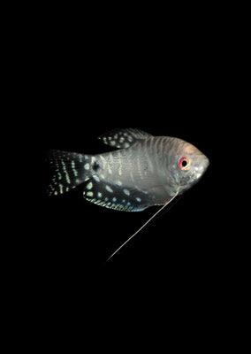 Platinum Gourami tropical fish from Discus.ae products online in Dubai and Abu Dhabi UAE