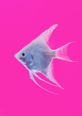 Åpex - Platinum White Angelfish from Åpex products online in Dubai and Abu Dhabi UAE