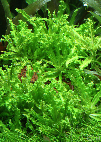 1-2-Grow! Pogostemon helferi plant from Tropica products online in Dubai and Abu Dhabi UAE