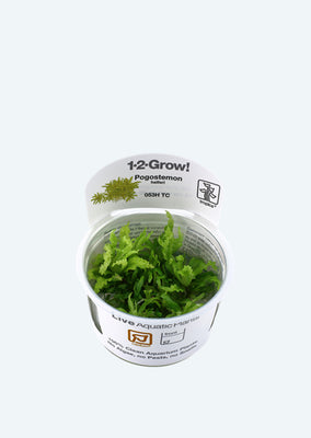 1-2-Grow! Pogostemon helferi plant from Tropica products online in Dubai and Abu Dhabi UAE