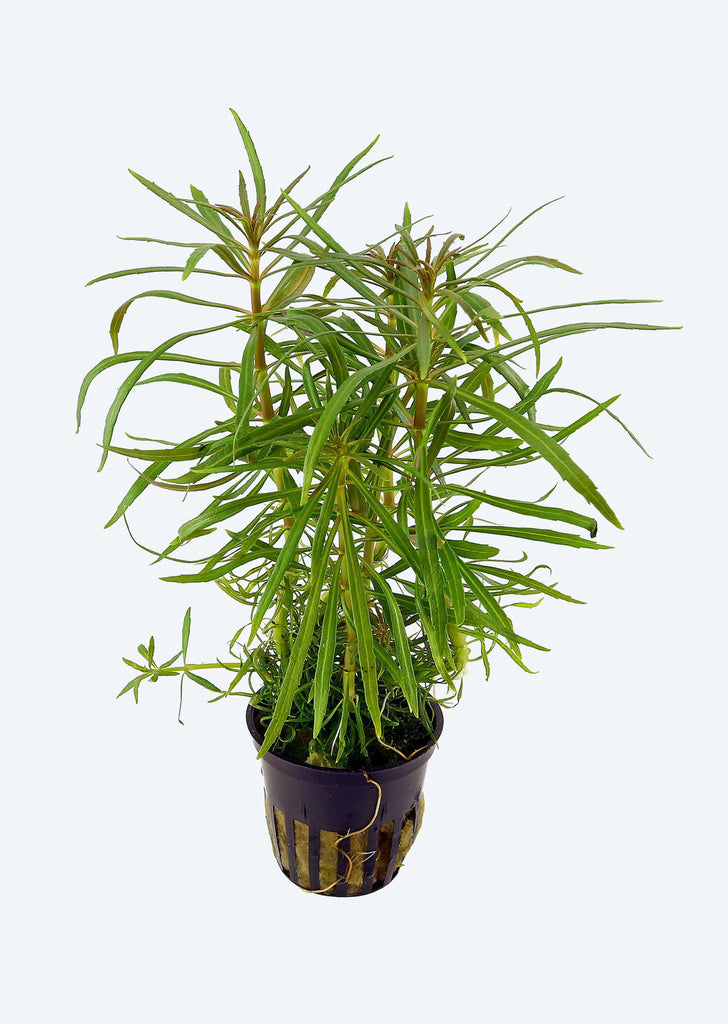 Pogostemon stellatus plant from Tropica products online in Dubai and Abu Dhabi UAE