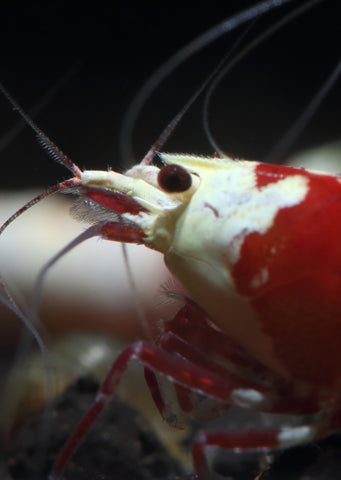 Crystal Red Shrimp - Pure Line tropical fish from Heya Aquatics products online in Dubai and Abu Dhabi UAE