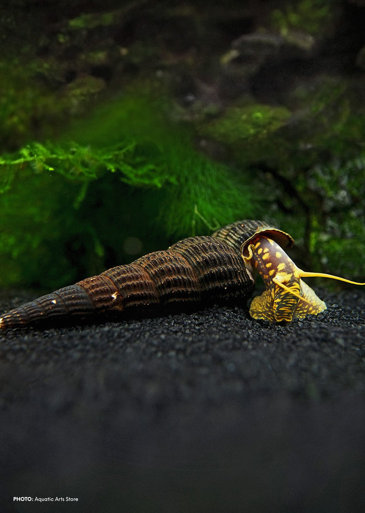 Rabbit Snail tropical fish from Discus.ae products online in Dubai and