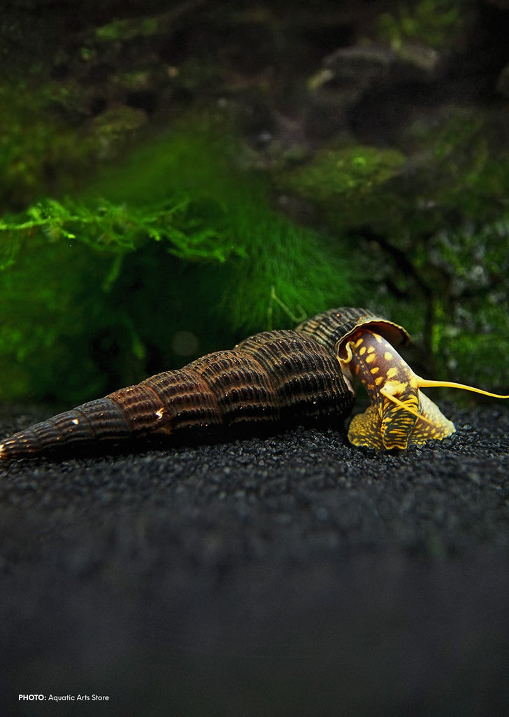 Rabbit Snail tropical fish from Discus.ae products online in Dubai and Abu Dhabi UAE