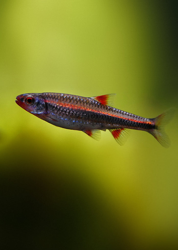 Rainbow Shiner