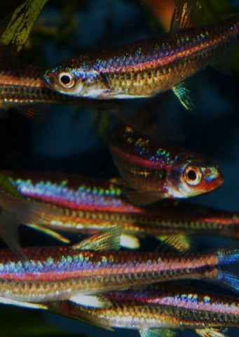 Rainbow Shiner tropical fish from Discus.ae products online in Dubai and Abu Dhabi UAE
