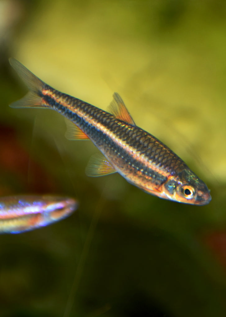 Rainbow Shiner