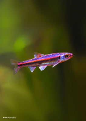 Rainbow Shiner tropical fish from Discus.ae products online in Dubai and Abu Dhabi UAE