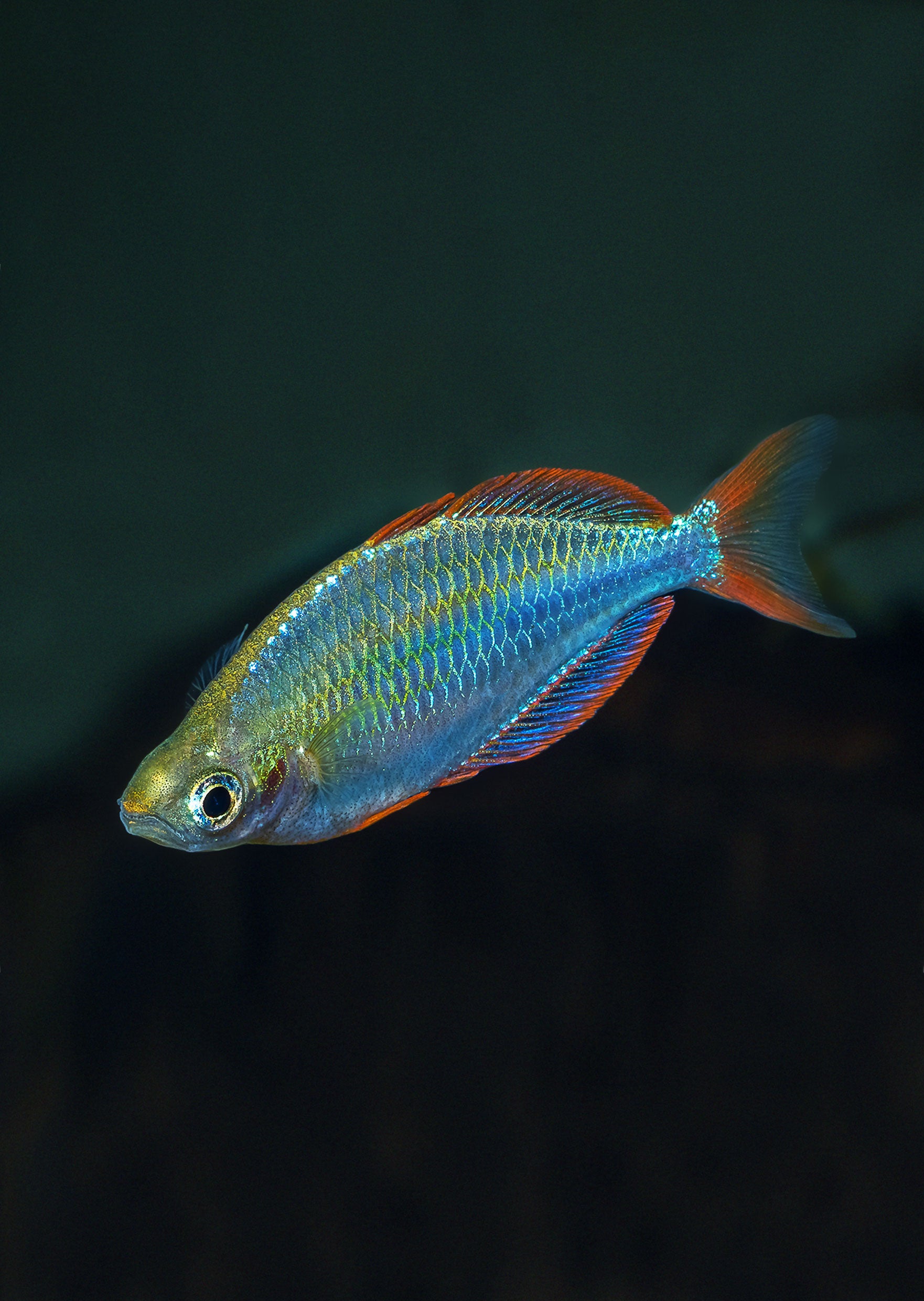 Neon Dwarf Rainbow tropical fish from products online in
