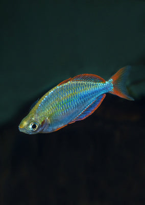 Neon Dwarf Rainbow tropical fish from Discus.ae products online in Dubai and Abu Dhabi UAE