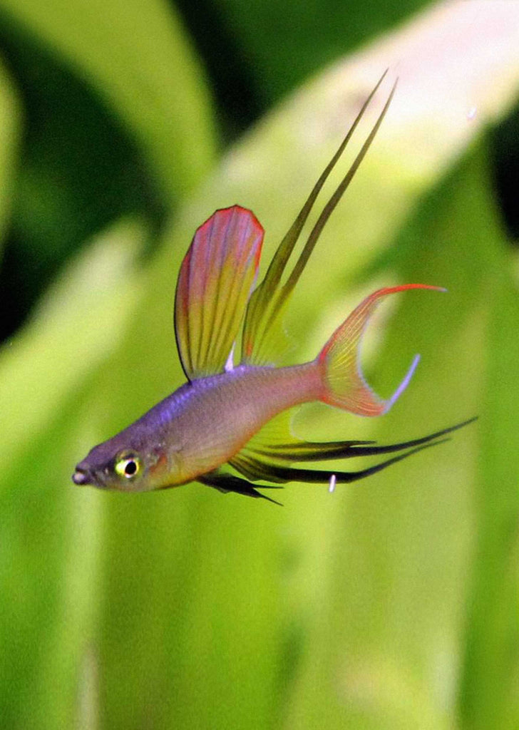 Threadfin Rainbowfish tropical fish from Discus.ae products online in Dubai and Abu Dhabi UAE