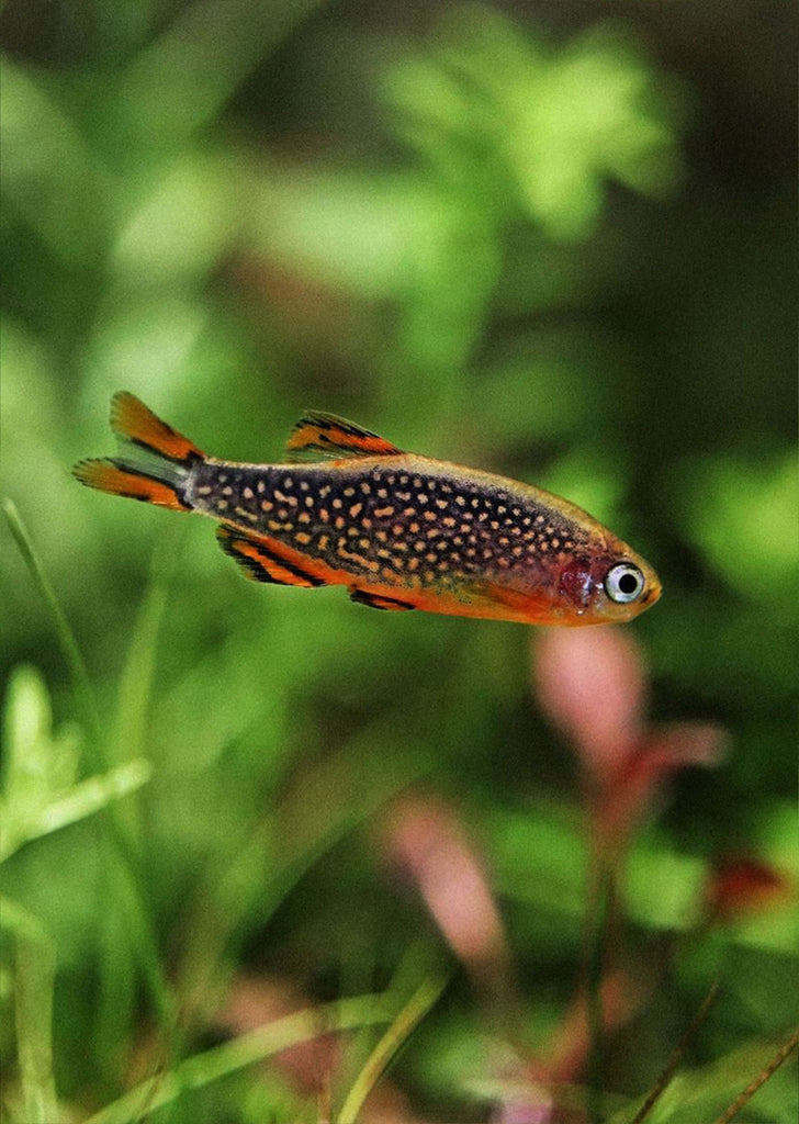 Galaxy Rasbor Galaxy Rasbora | Live Tropical Fish UAE | Discus.ae