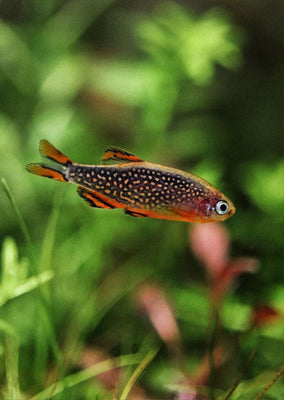 Galaxy Rasbora tropical fish from Discus.ae products online in Dubai and Abu Dhabi UAE
