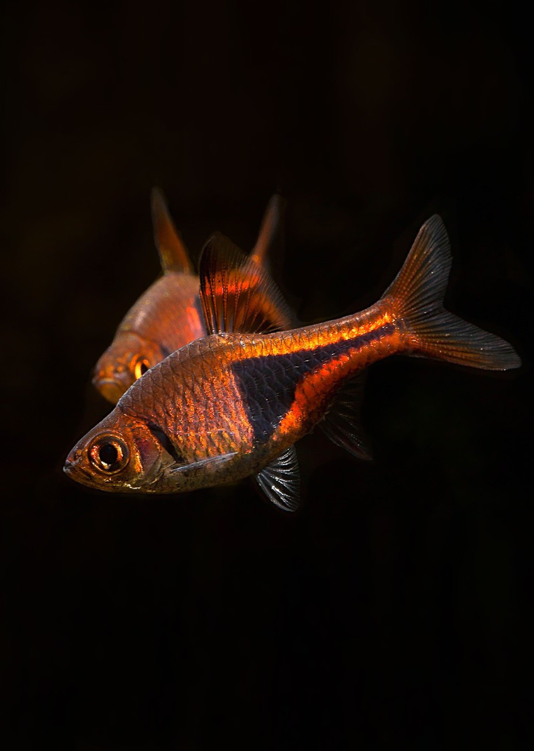 Pink Rasbora Fish Rasboras Fish All About Harlequin Rasbora: Pretty In Pink Nano Fish!