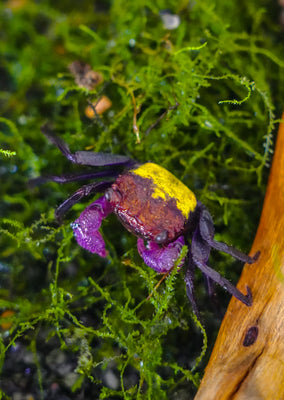 Red Carnaval Crab