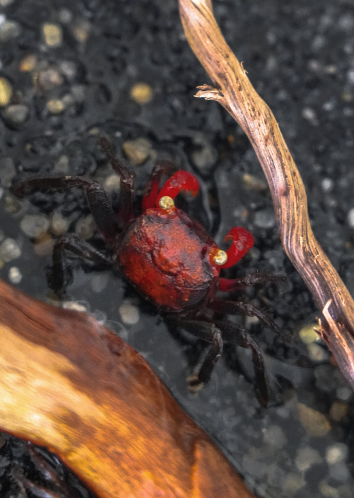 Red Devil Crab