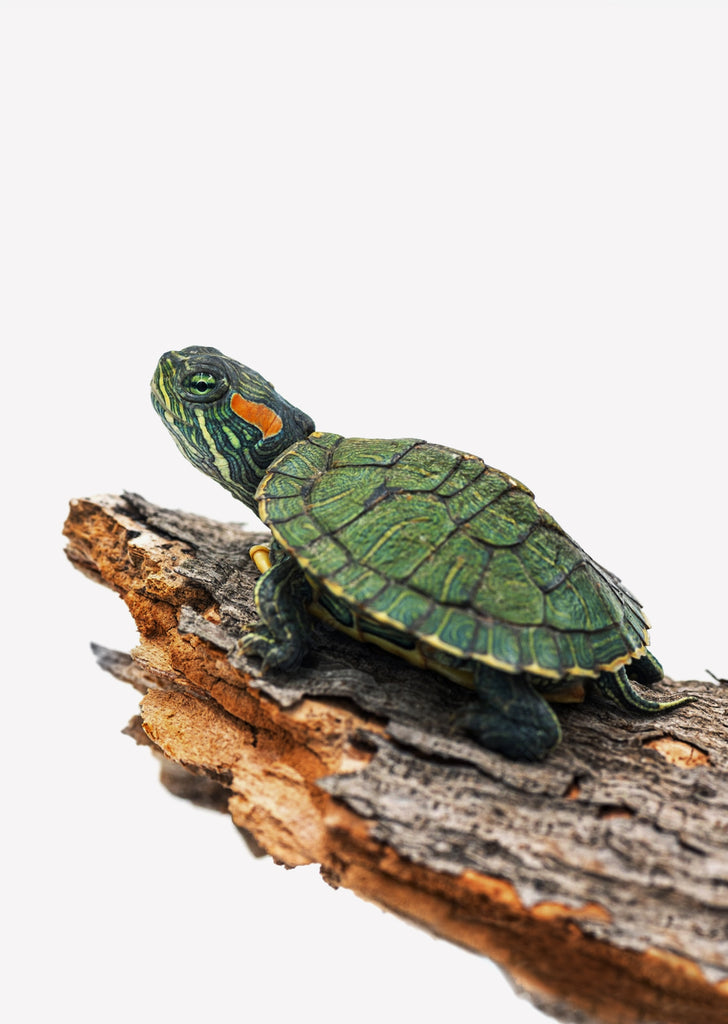 Baby Red Eared Slider Turtle