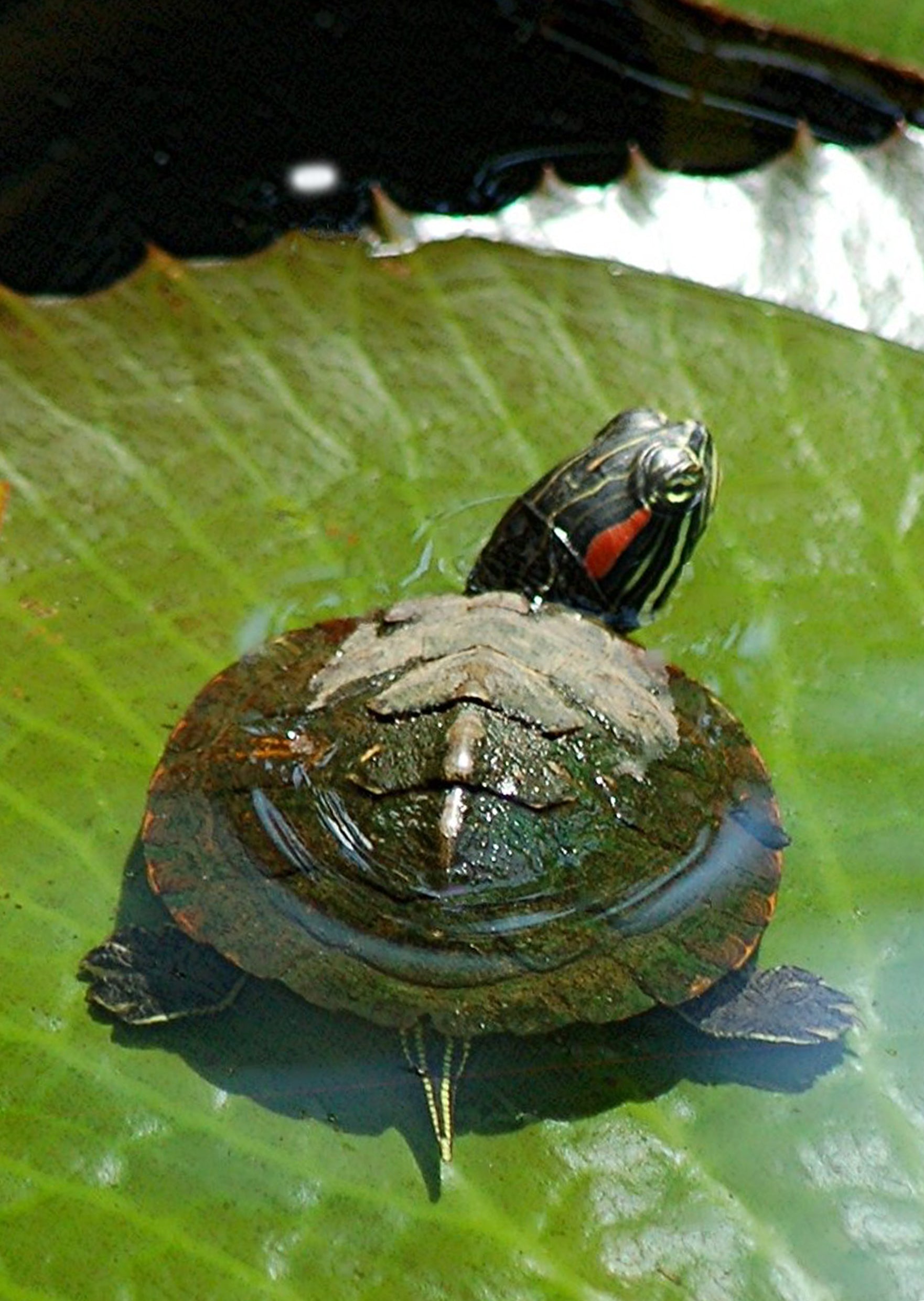 Baby Red Eared Slider Turtle baby-red-eared-slider-turtle