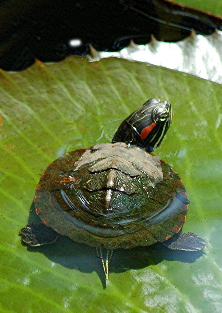 Baby Red Eared Slider Turtle