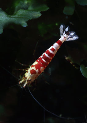 Red Fancy Tiger