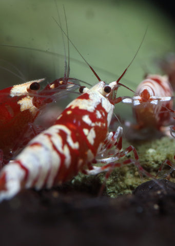 Red Fancy Tiger