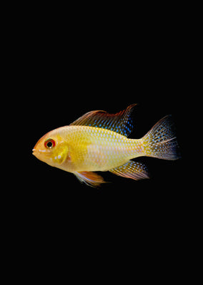 Golden Ramirezi