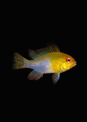 Golden Ramirezi