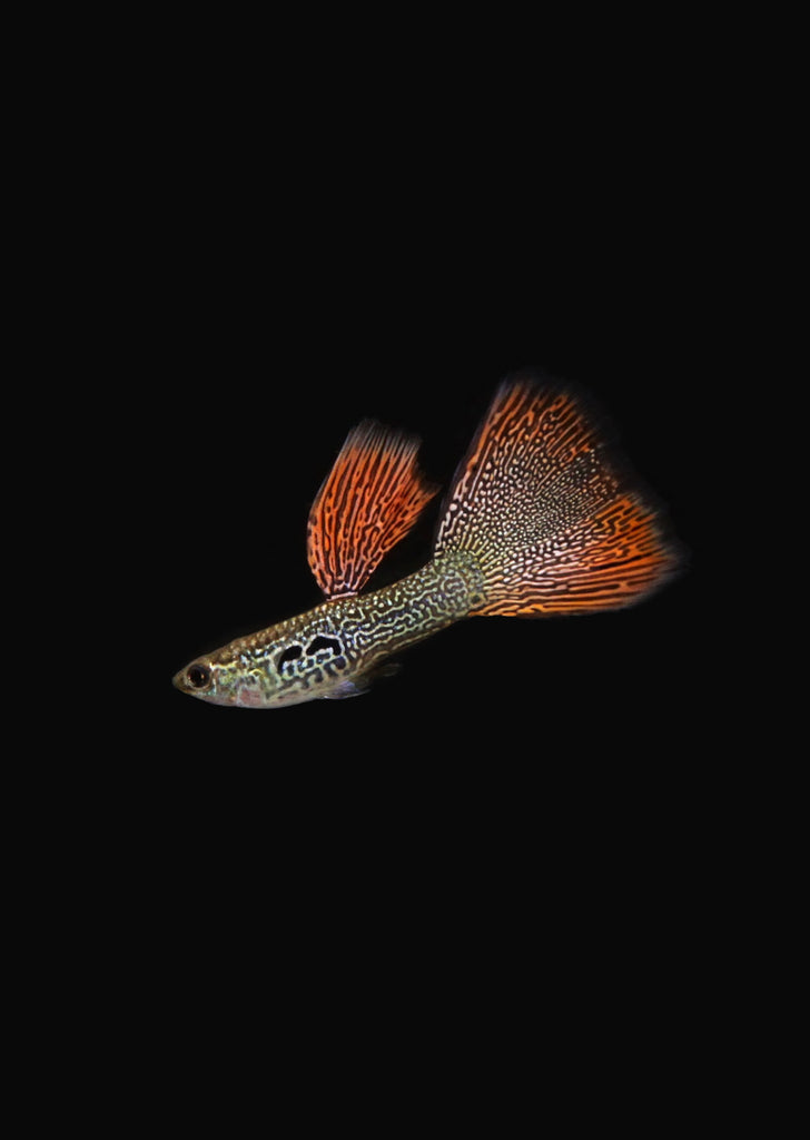 Red Lace Guppy