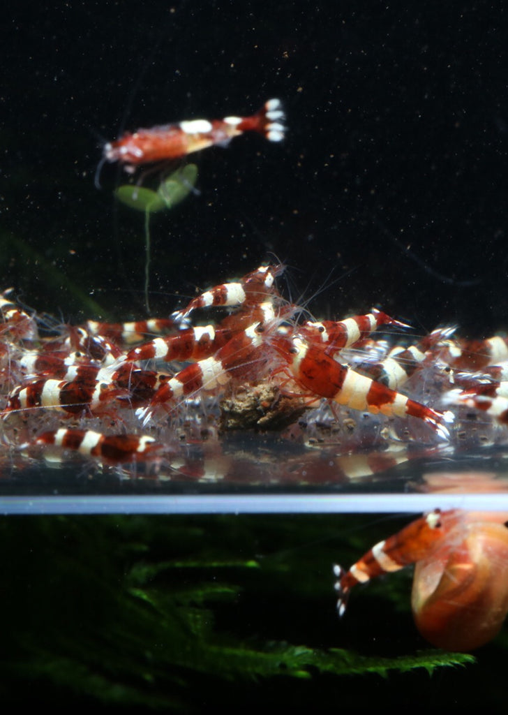 Red Panda tropical fish from Heya Aquatics products online in Dubai and Abu Dhabi UAE