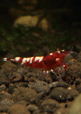 Red Pinto (Mixed Patterns) tropical fish from Heya Aquatics products online in Dubai and Abu Dhabi UAE