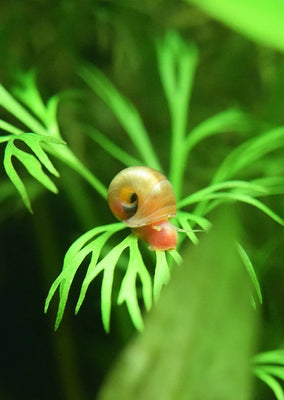 Red Ramshorn Snail tropical fish from Discus.ae products online in Dubai and Abu Dhabi UAE