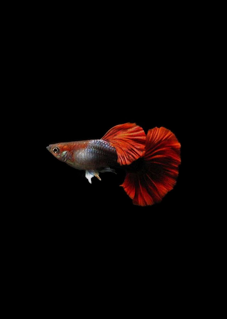 Red Rosetail Guppy