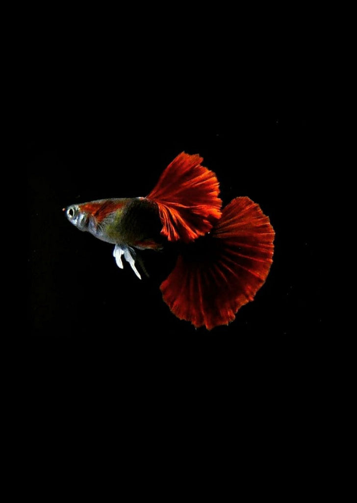 Red Rosetail Guppy