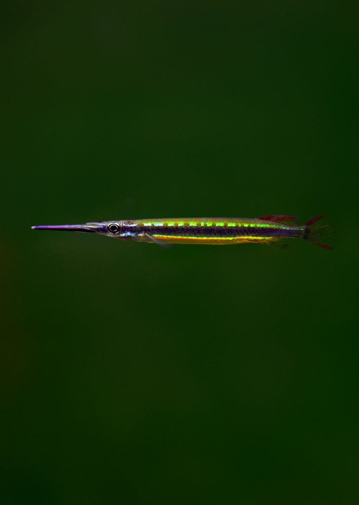 Borneo Redline Halfbeak