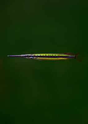 Borneo Redline Halfbeak