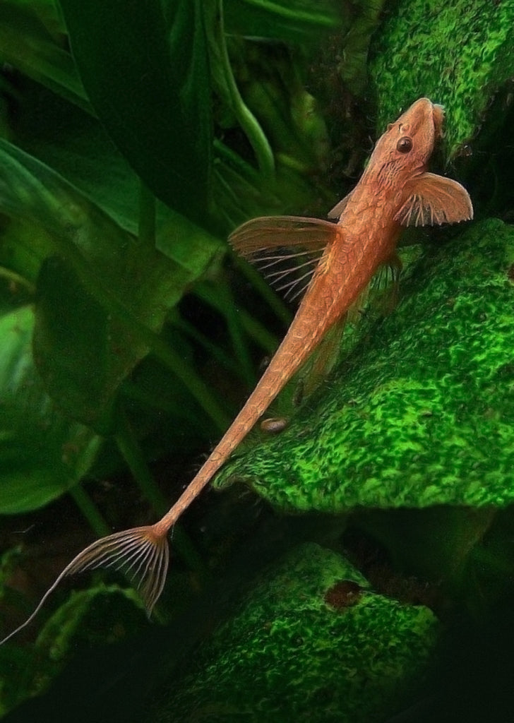 Red Lizard Whiptail tropical fish from Discus.ae products online in Dubai and Abu Dhabi UAE