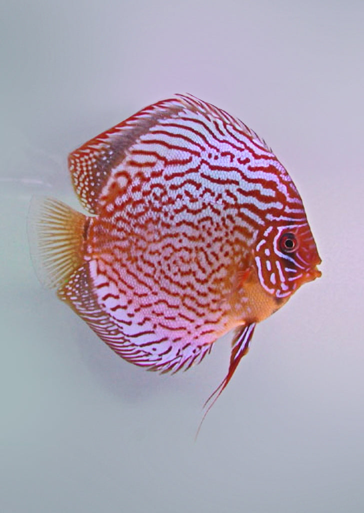 Stendker - Red Scribbelt fish from Diskuszucht Stendker products online in Dubai and Abu Dhabi UAE