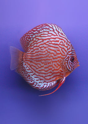 Stendker - Red Turquoise fish from Diskuszucht Stendker products online in Dubai and Abu Dhabi UAE