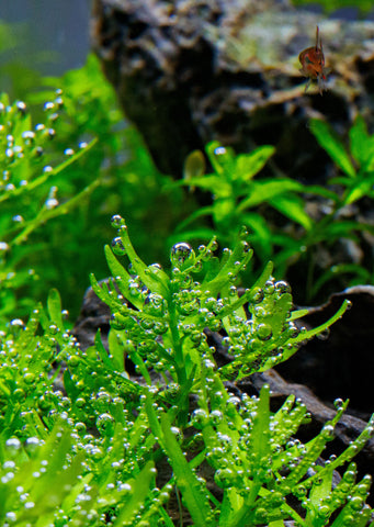 Rotala 'Green' plant from Tropica products online in Dubai and Abu Dhabi UAE