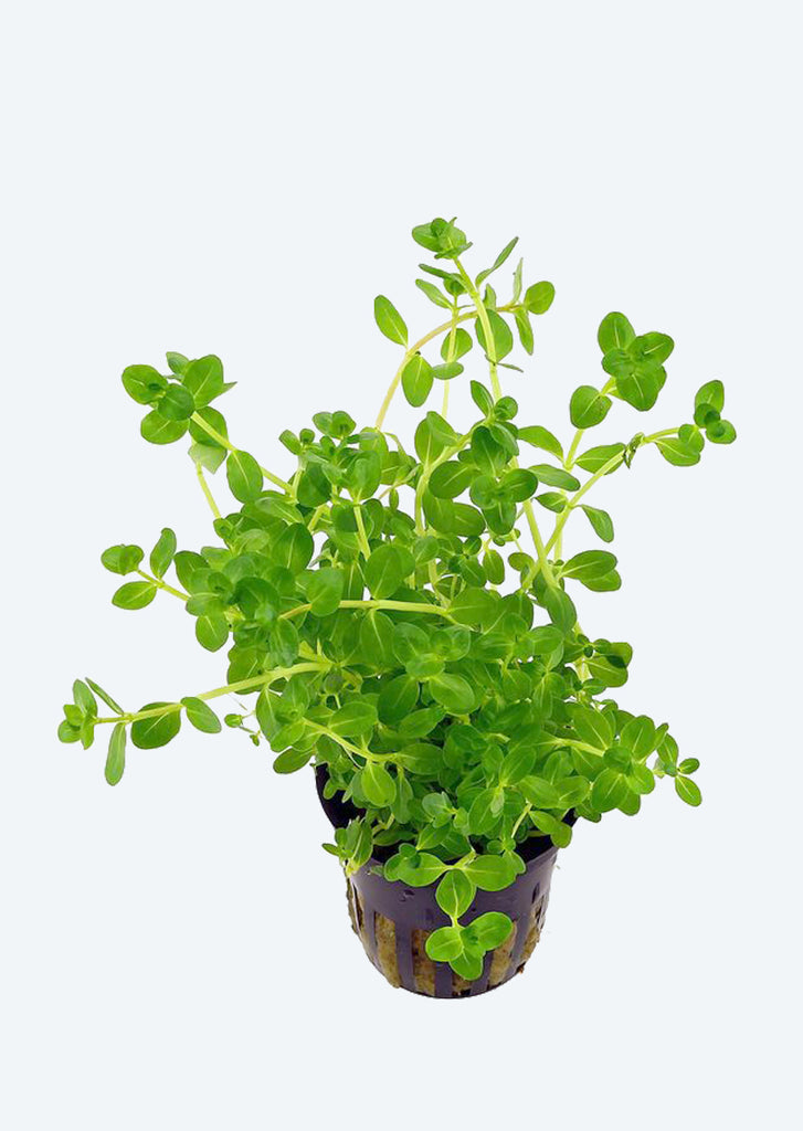Rotala 'Green' plant from Tropica products online in Dubai and Abu Dhabi UAE