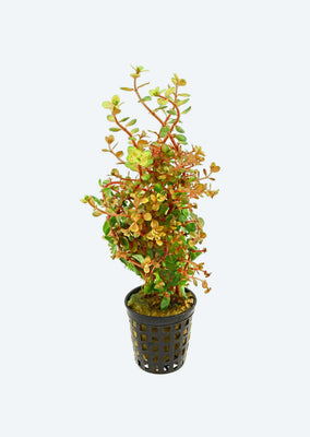 Rotala Rotundifolia 'Orange'