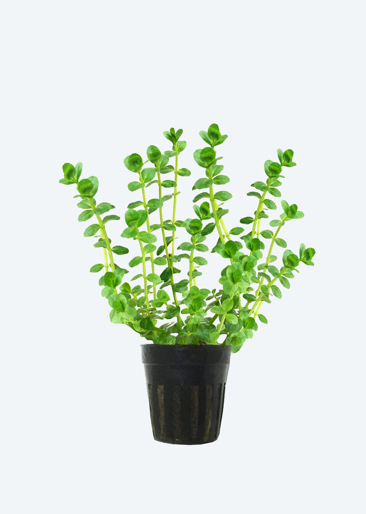 Rotala sp. 'Green'
