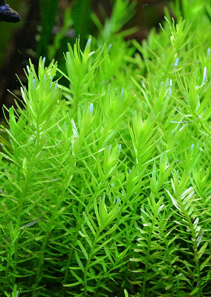 Rotala sp. 'Green'