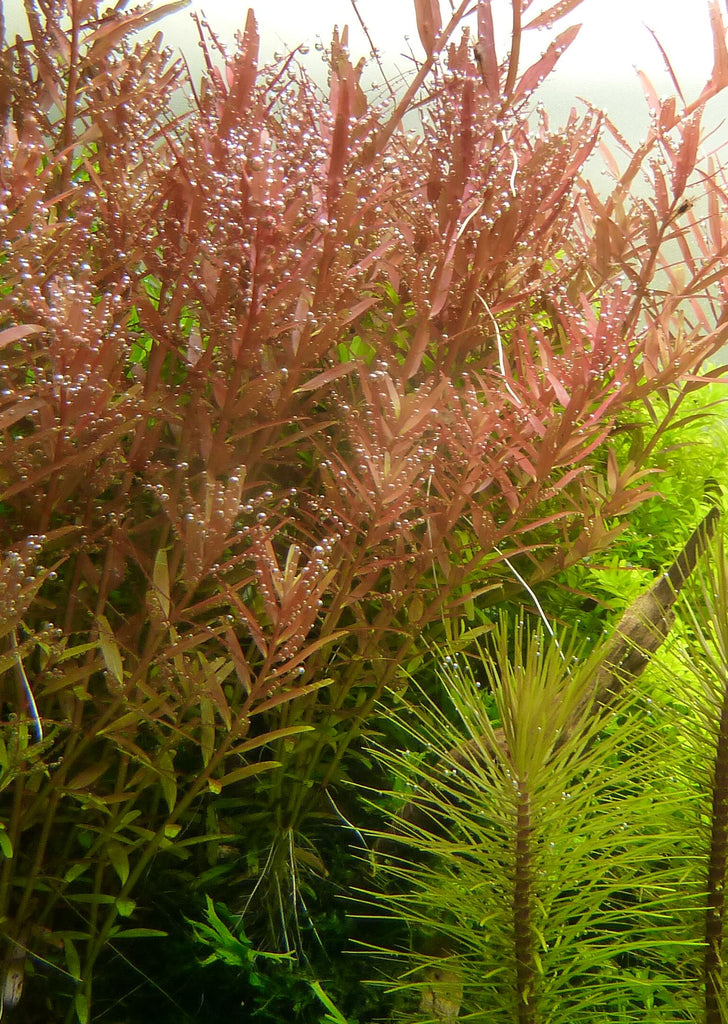 Rotala rotundifolia