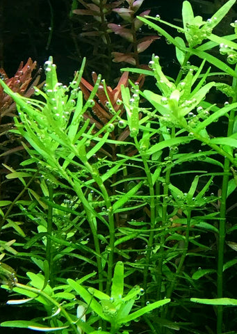 1-2-Grow! Rotala rotundifolia 'Green'