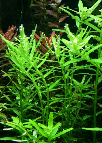 1-2-Grow! Rotala rotundifolia 'Green' plant from Tropica products online in Dubai and Abu Dhabi UAE