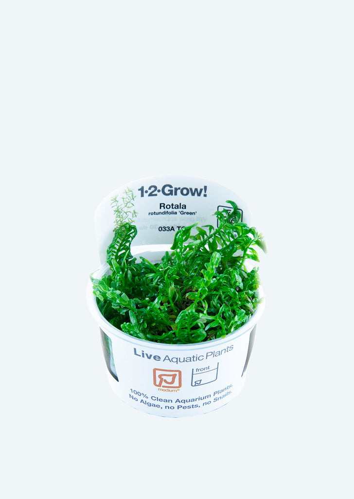 1-2-Grow! Rotala rotundifolia 'Green' plant from Tropica products online in Dubai and Abu Dhabi UAE