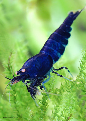 Royal Blue Tiger tropical fish from Heya Aquatics products online in Dubai and Abu Dhabi UAE