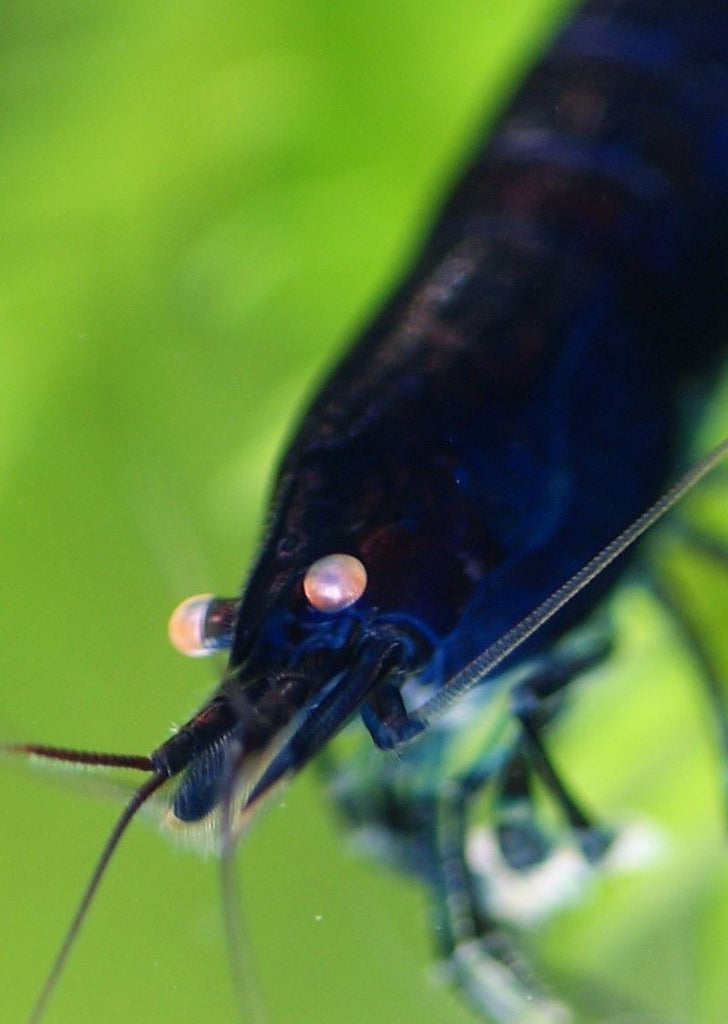 Royal Blue Tiger tropical fish from Heya Aquatics products online in Dubai and Abu Dhabi UAE