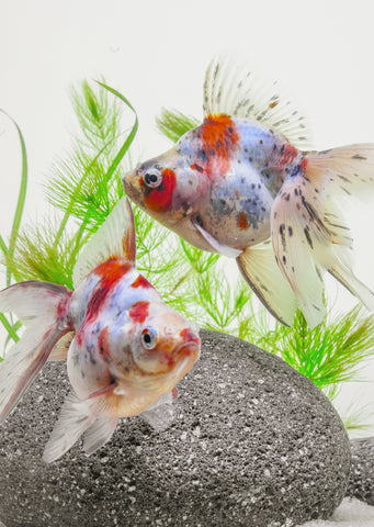 Ryukin Calico (12cm)